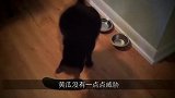 猫咪好奇心强，胆子也很大，但是一样物体能把它们吓一跳！