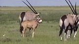 猎豹攻击黑斑羚的幼崽，没想到黑斑羚攻击力太强，猎豹服输了