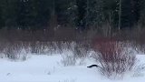 吓我一跳！喜欢在雪地里滑行的水獭