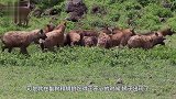 狮子吃完肉，胡狼鬣狗瞬间开抢残渣！狮子不爽猛把鬣狗按地上摩擦