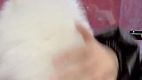 给你们看一只甜甜的球体博美，这底盘也太低了吧