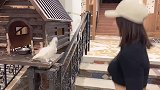 现在的鹦鹉都成精了！还会尬舞了