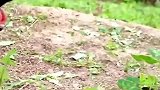 第一次听到“猛虎咆哮”时瞬间蒙了，这叫声真是让人意外！
