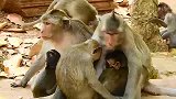 实拍：猴子那是一幅温馨的画面