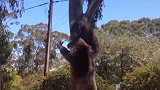 小考拉被妈妈从大树上拉下来，大发心中不满，发脾气的样子好可爱