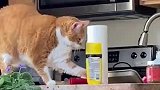 用双面胶整蛊手欠的猫咪，大橘瞬间怀疑喵生