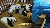 熊猫宝宝会说话，和奶爸奶妈沟通无障碍啊！真是太可爱了！