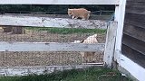 主人太坏了，把小猫放入到羊群中去小猫好怕怕