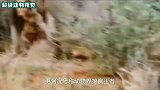 鬣狗抢夺母狮猎物，母狮呼唤雄狮，咬断鬣狗脊梁骨报仇