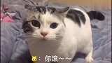 主人不让猫咪在床上睡觉，猫居然张口说人话：你滚