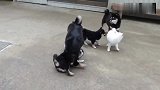 三只小柴犬打架，柴爸柴妈出手教训场面超壮观！
