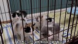 大猫想靠近新来的小猫咪结果被凶了一下