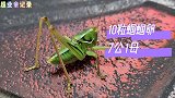 10粒蝈蝈卵孵化第53天：小母蝈蝈也6蜕了，颜色鲜嫩真漂亮！
