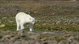 北极熊改行捕食大马哈鱼，似乎技术不如棕熊