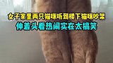 女子家里两只猫咪听到楼下猫咪吵架