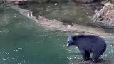 狗熊想要捕食河里的大鱼