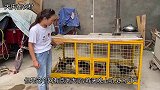 小伙给鸡笼装保护网，俩儿子在旁玩的很开心，媳妇也来帮忙装得快