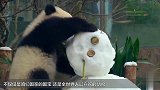 这老外胆真大 养了3只“熊猫” 网友：从中国偷的