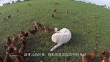 狗狗对着公鸡狂吠，下一秒画风突变，镜头记录搞笑画面