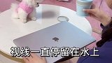 天啊这种狗我还能不能要！！！有人愿意收吗！