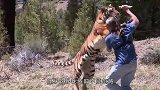 男子为测试老虎的忠诚，徒手掰开老虎嘴摸牙，场面太硬核了