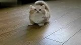 口耐的短腿猫猫 萌到你受不了