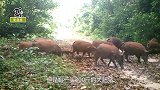 300斤的大肥猪不甘心被杀，从大车上一跃而下，求生欲很强烈