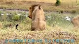 新狮王为了彰显实力，独自闯进鬣狗群，咬断了鬣狗女王的脖子！