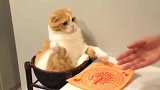 主人手一碰到橘猫，橘猫小拳拳就捶向主人：不要碰我啦