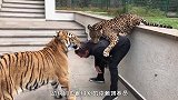 大象鼻子被铁钉卡住，躺在地上奄奄一息，接下来的画面令人感动！