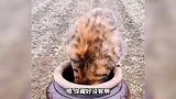 这狗子还挺会享受啊 这直接躺平了啊