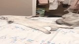 猫咪：主人不知道咋想的，非要我去打扰老公睡觉