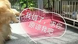 金毛犯错老婆不让回窝，吓得金毛一直求饶道歉，太逗了！