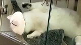 猫咪睡一觉醒来，发现头卡住了，狸花猫：别看了，快救朕！