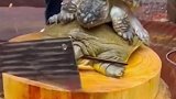 这家伙把甲鱼吓够呛