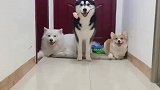 狗子们走猫步，轮到柯基时画风突变