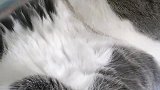 猫：铲屎官你轻点拍呀，不然我都睡不着呢！