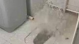 家里的厕所突然反水，水流迅速将厕所淹没