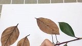 路上捡了一把树叶，幼儿园作业有着落了