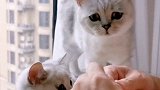 教你如何快速失去一只小猫咪，看它这委屈的模样，我都有点不舍的
