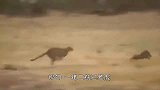 这才是野猪的实力！豹子本想捕杀野猪开荤，没成想反被野猪逼上树