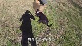 这才是野猪的实力！豹子本想捕杀野猪开荤，没成想反被野猪逼上树