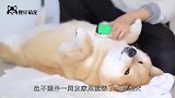 柴犬哄宝宝睡着后，守在旁边也睡着了，画面简直太暖心了