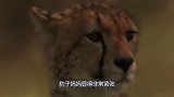 狮子对小豹子出手，母豹子用计骗狮子，狮子被忽悠瘸了
