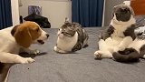 狗狗一个劲儿的招惹猫咪，不料看到看热闹的猫，主人都笑了