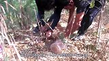 大象鼻子被塑料管卡住，躺在地上奄奄一息，紧张救援行动开始！