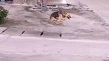 海南儋州狗狗天生残疾，主人教它用两条腿奔跑
