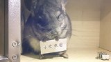 小龙猫罢工不举牌,给这个才干活,如此馋嘴真不好养!
