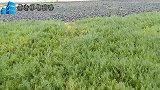 虎子下雨天连抓八爪鱼，发现大海鱼和鲍鱼，这次赶海真没白来