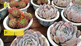 西部首个鲜花港亮相,七彩花田好美!